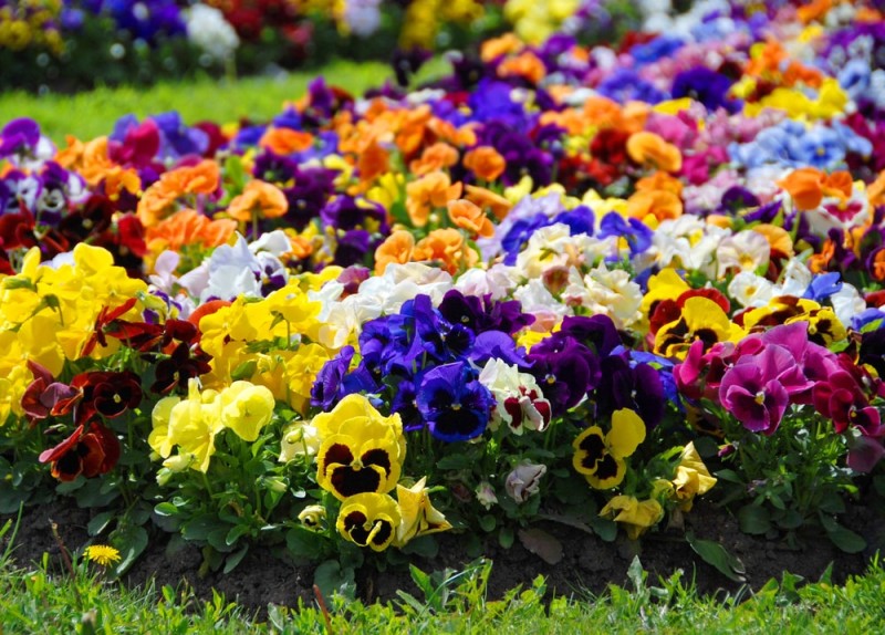 Heartsease-flower-garden-close-up-min-e1443319238458.jpg